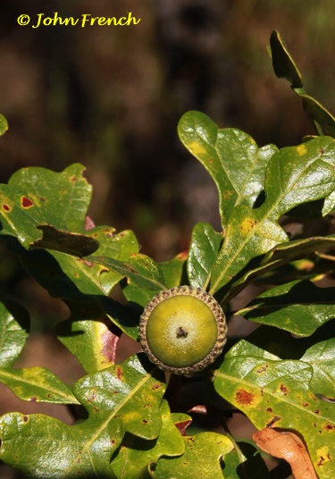 {Quercus margarettae}